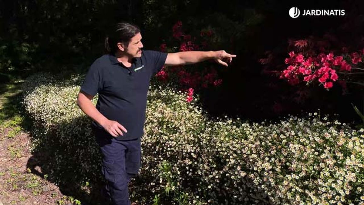 Margaritas cimarronas y azaleas en el jardín