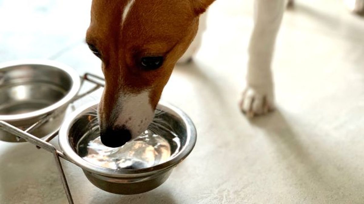 por que mi perro bebe mucha agua 4