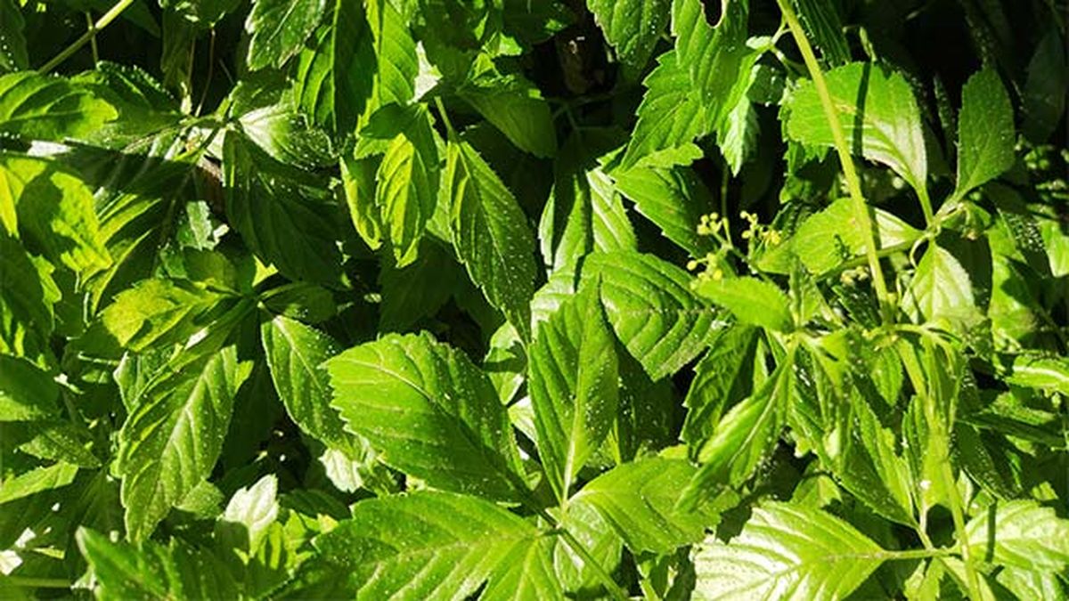 cuidados hierba de la inmortalidad diario dun neno labrego