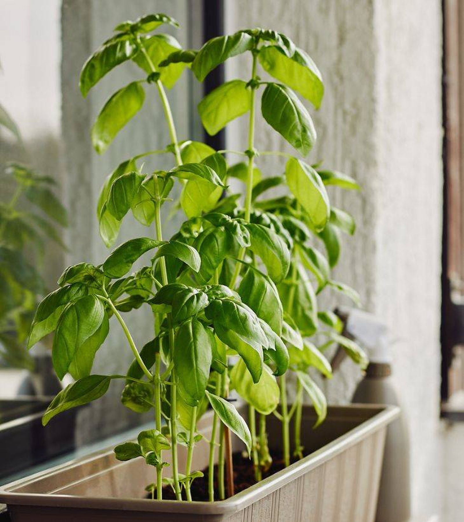 albahaca alfeizar en la ventana