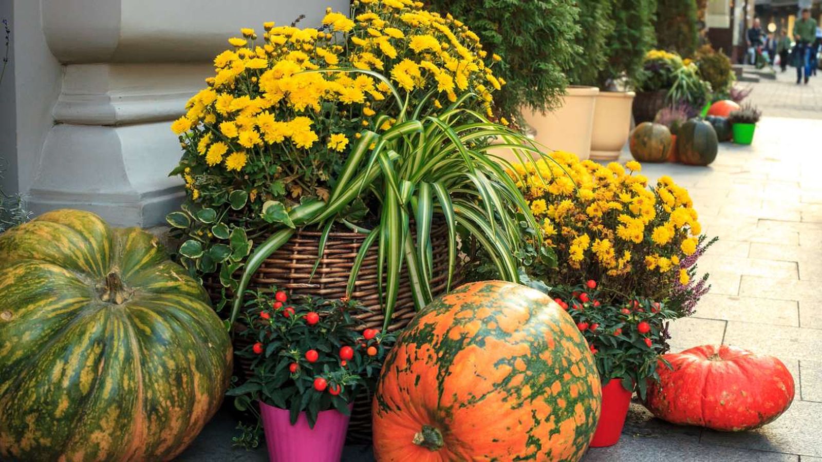 plantas de halloween