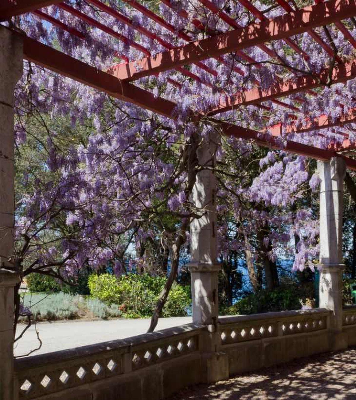 Portico lleno de flores de glicinia