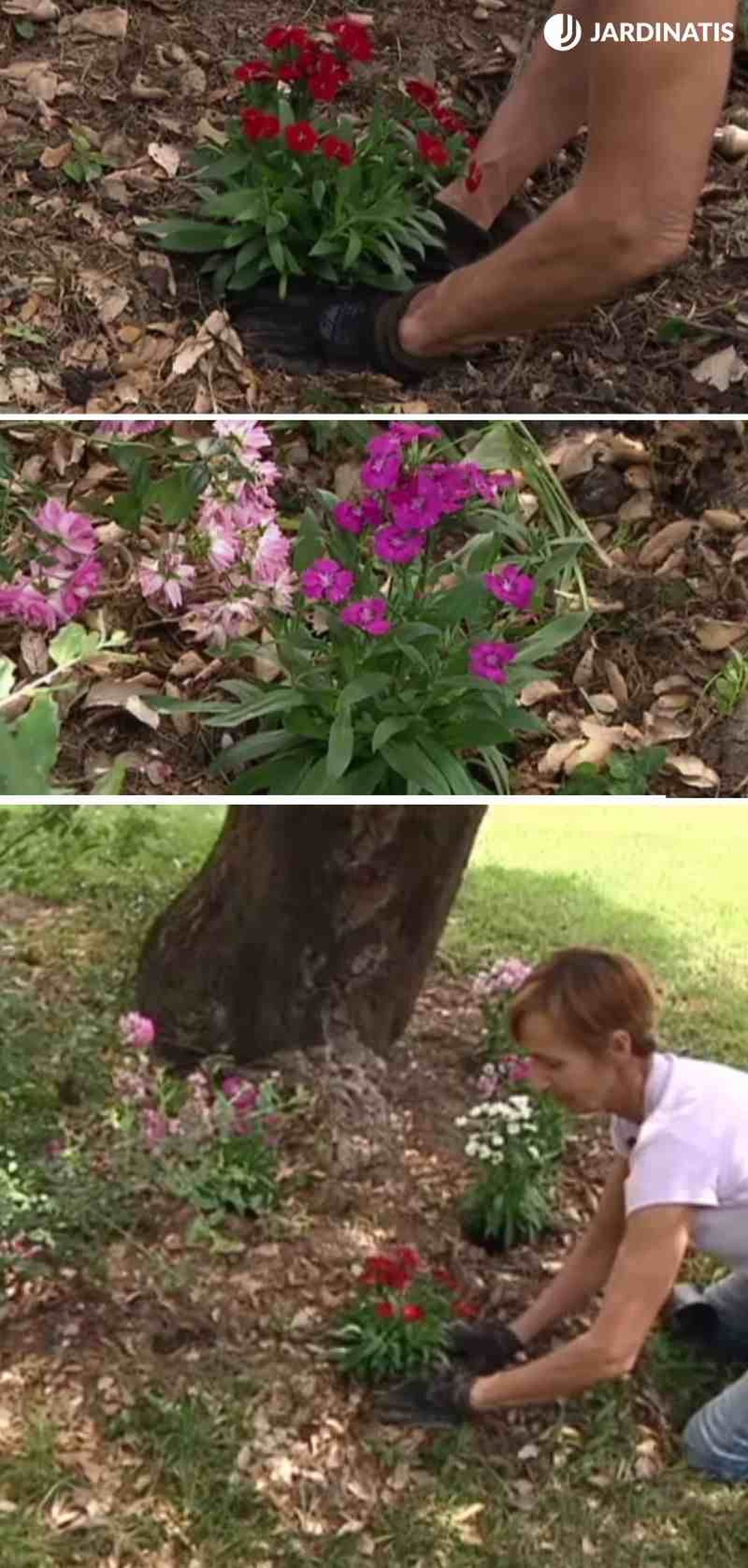 Plantación de clavelinas en el jardín