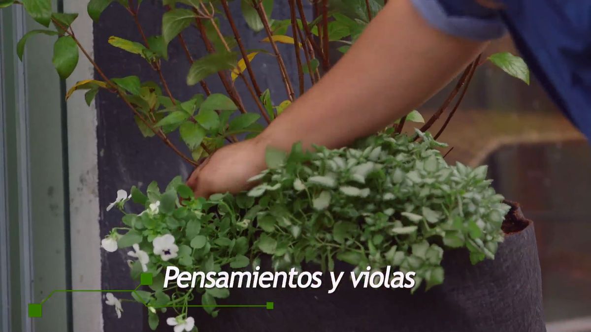 brico 0927 3 jardinera tela pensamientos violas