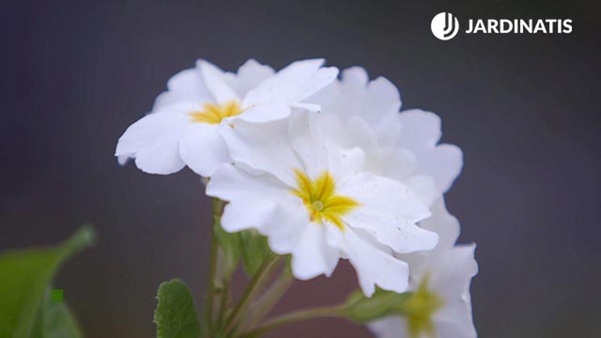 brico 0902 3 composicion bulbosas primulas