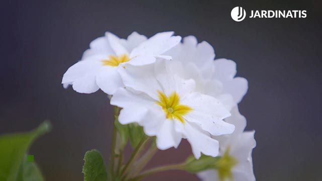 brico 0902 3 composicion bulbosas primulas