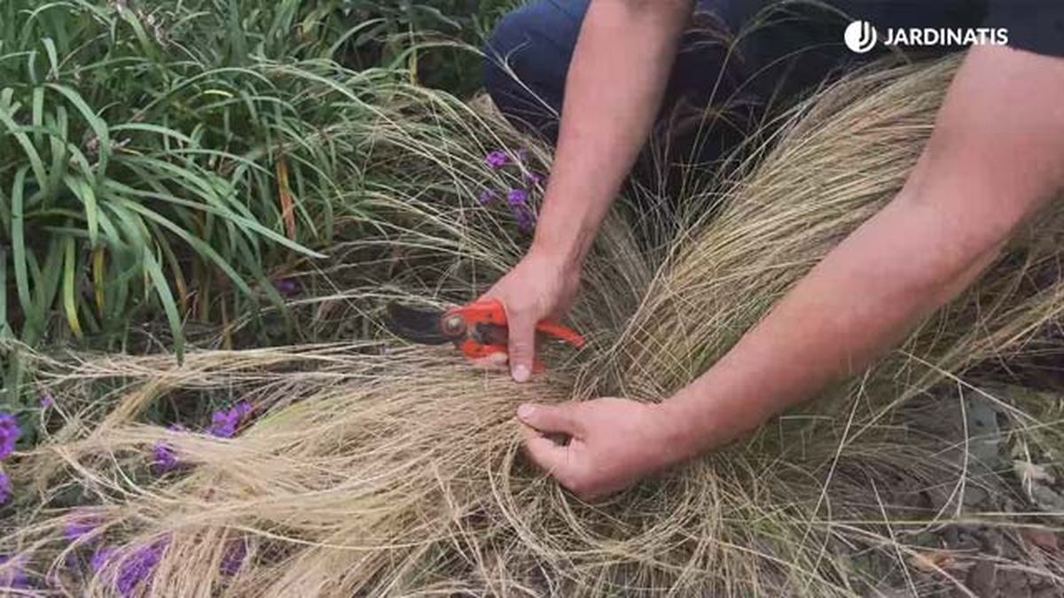 como se poda la stipa tenuissima jardinatis