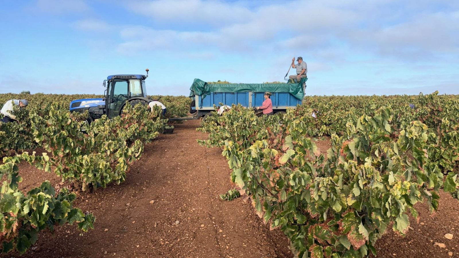 Descubre la apasionante historia de cómo se comenzó a elaborar cava en Extremadura