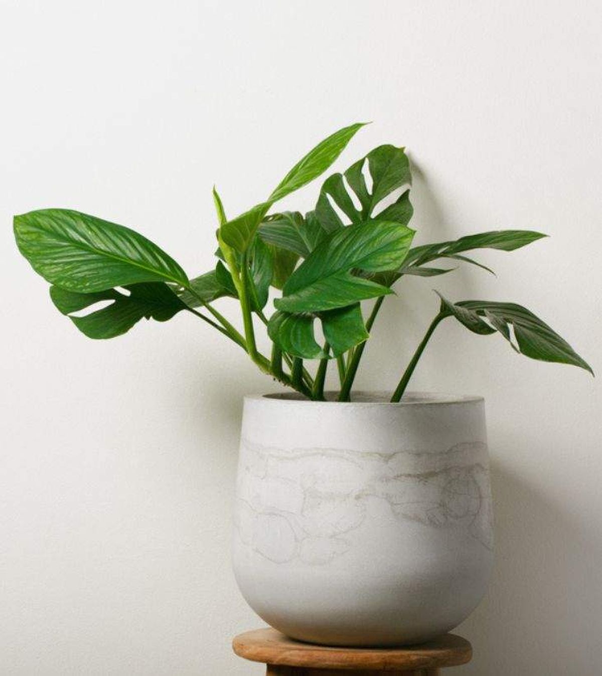 Monstera pinnatipartita