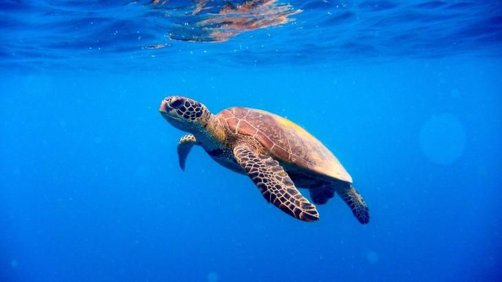 animales marinos 3