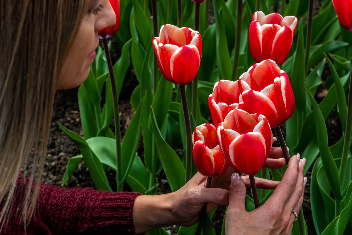 La floración de los tulipanes es un espectáculo floral que ilumina paisajes alrededor del mundo.