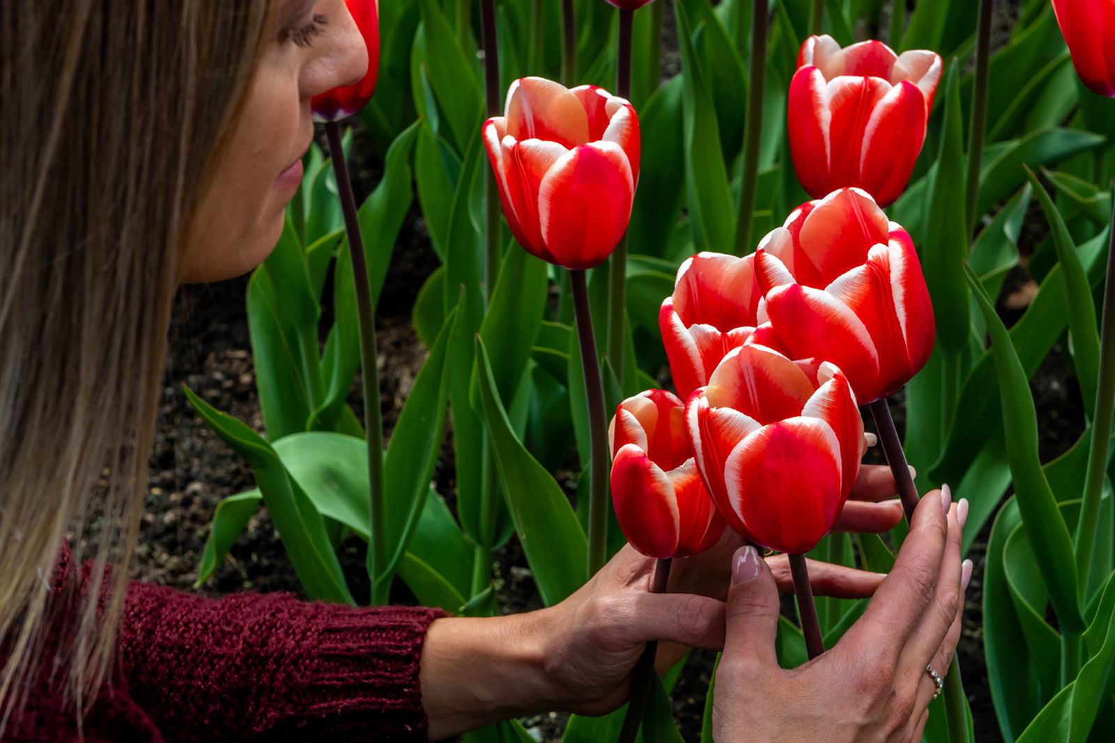 La floración de los tulipanes es un espectáculo floral que ilumina paisajes alrededor del mundo.