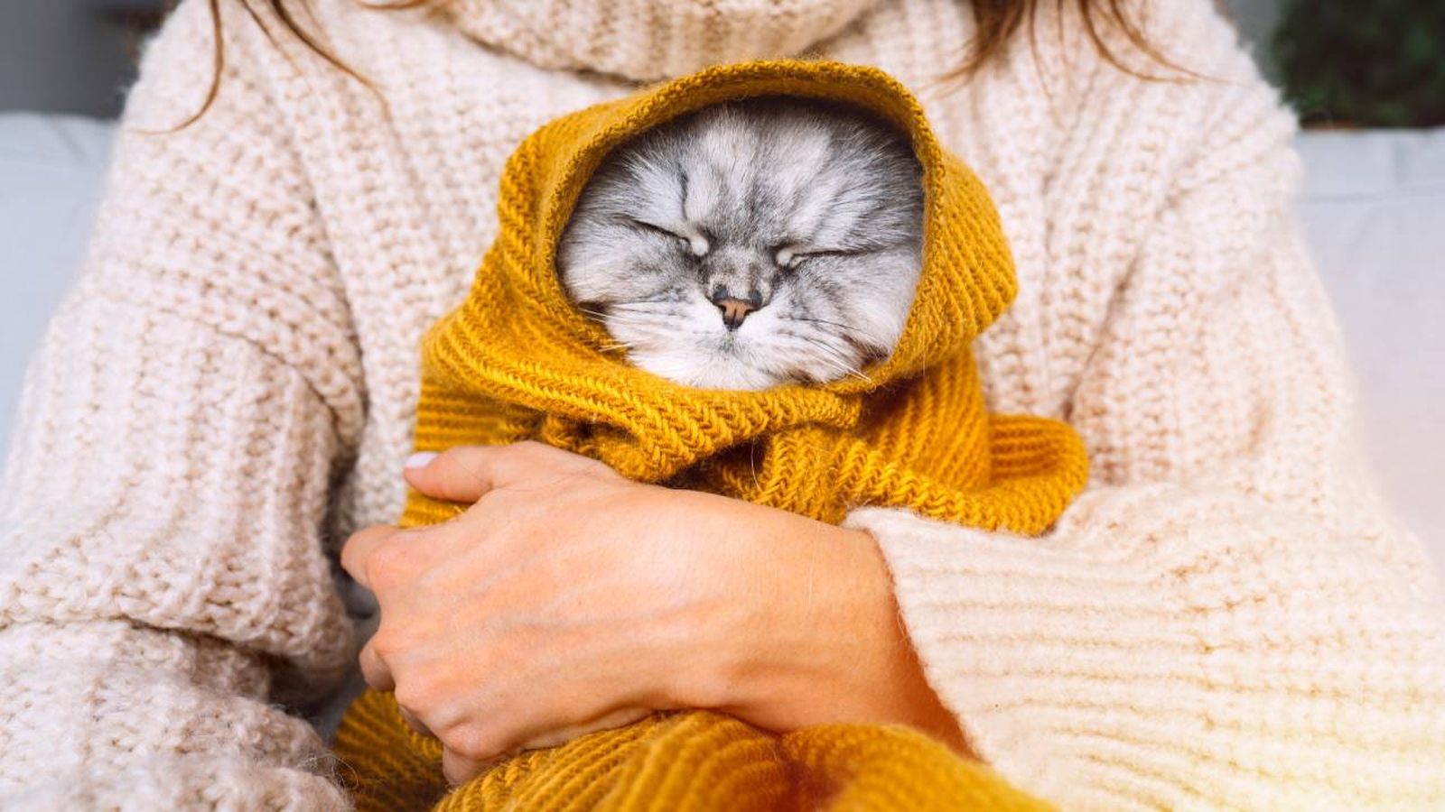 los gatos notan el frio