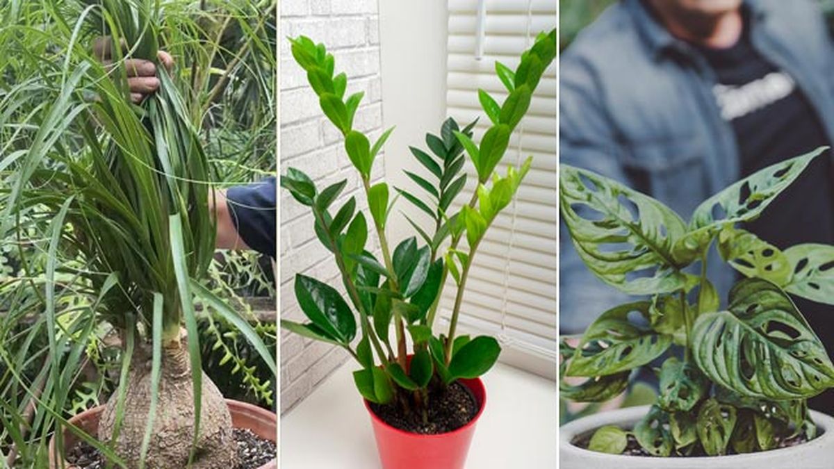 plantas san solterin nolina zamioculca monstera adansonii