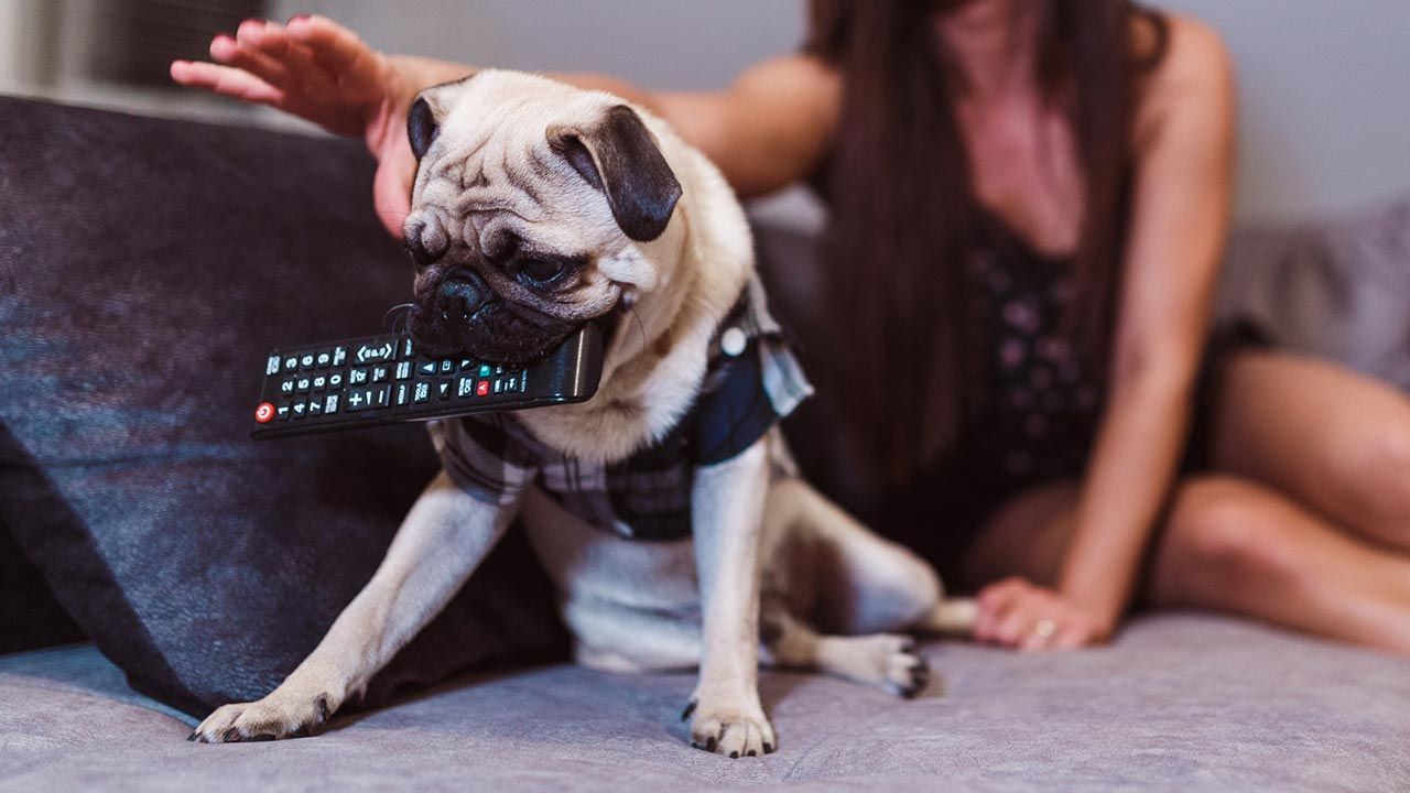 canal tv perros 1