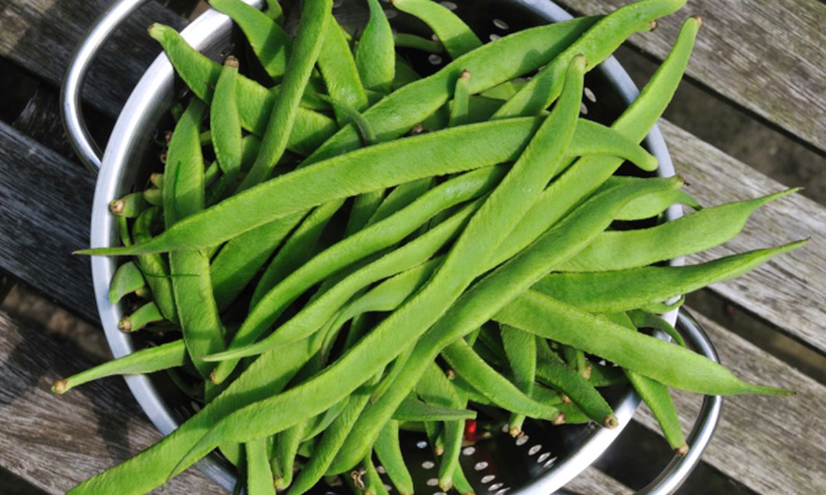 ROJA011_Cultivar judías