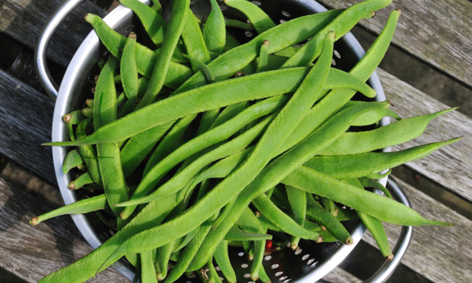 ROJA011_Cultivar judías