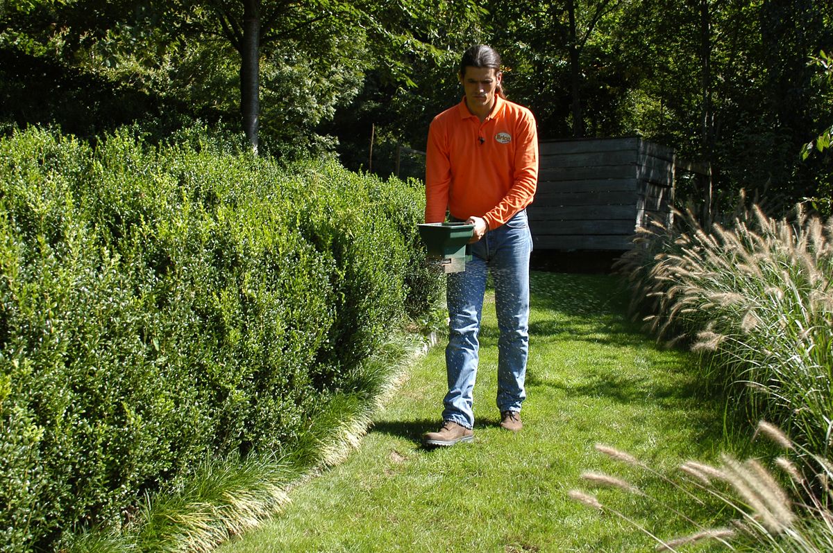 Resembrar las zonas dañadas del césped paso 4