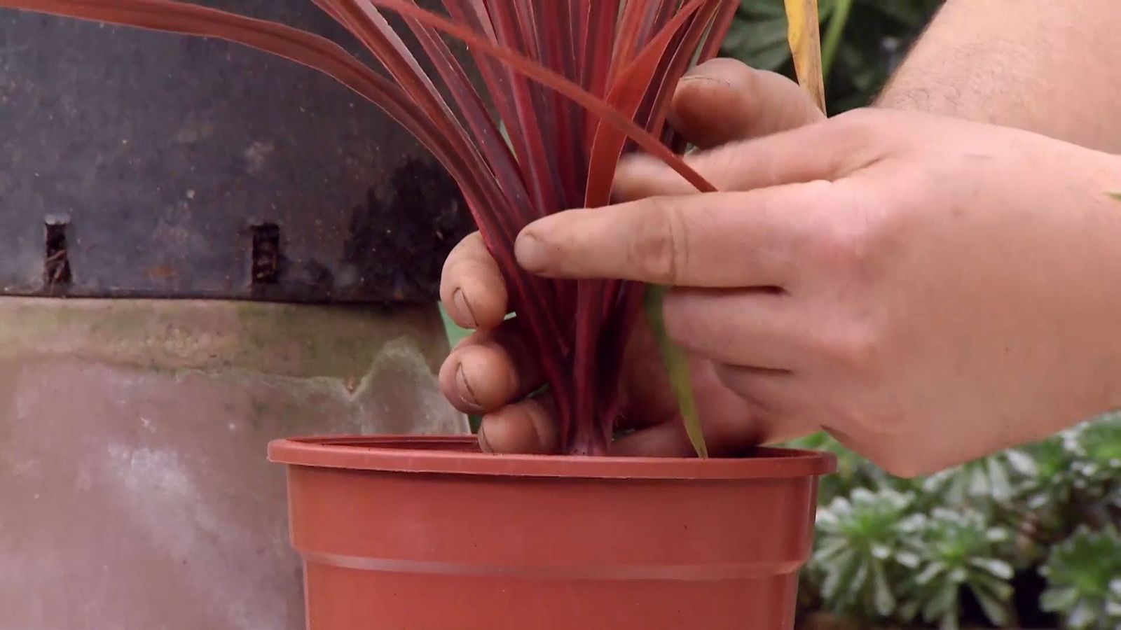 deco 682 cordyline australis cuidados hojas