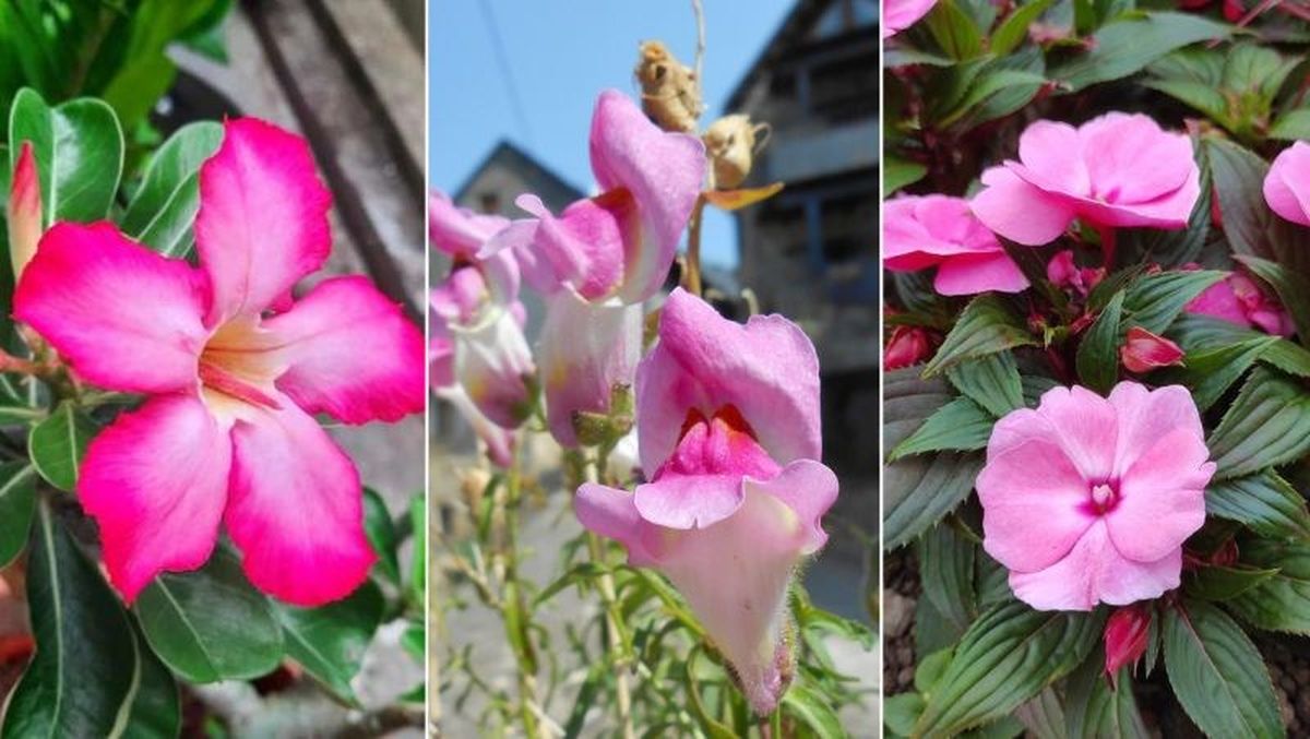 De izq. a drcha.: Rosa del desierto, boca de dragón y alegría guineana