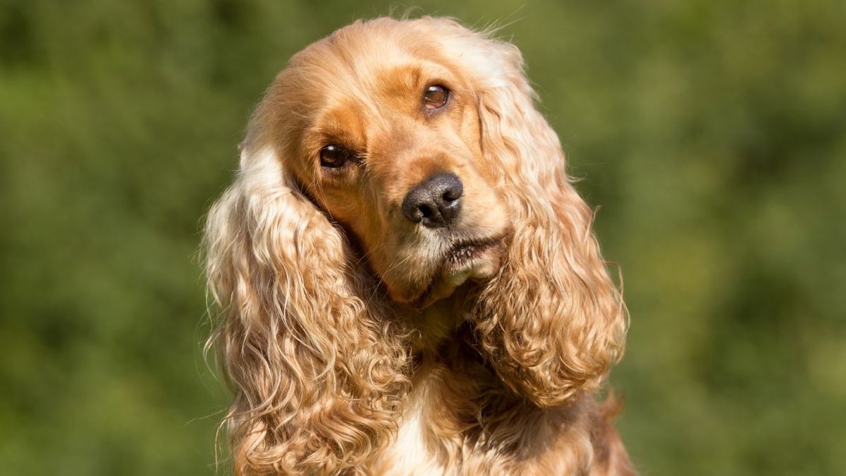 cocker spaniel