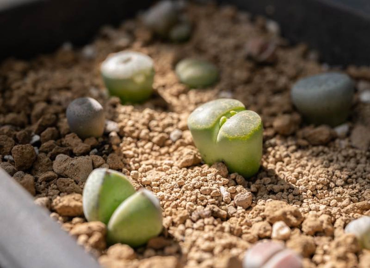 Lithops.