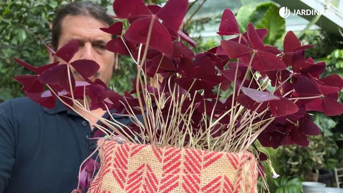 peciolos planta oxalis triangularis