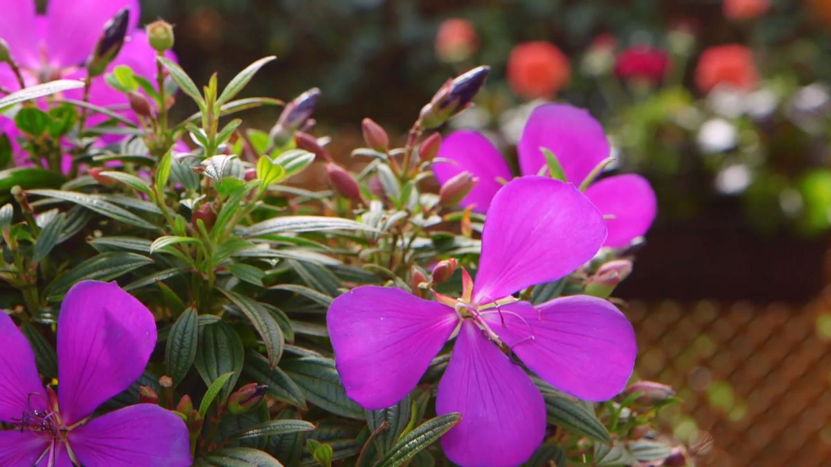 brico 0909 3 jardineria tibouchina groovy baby detalle flor