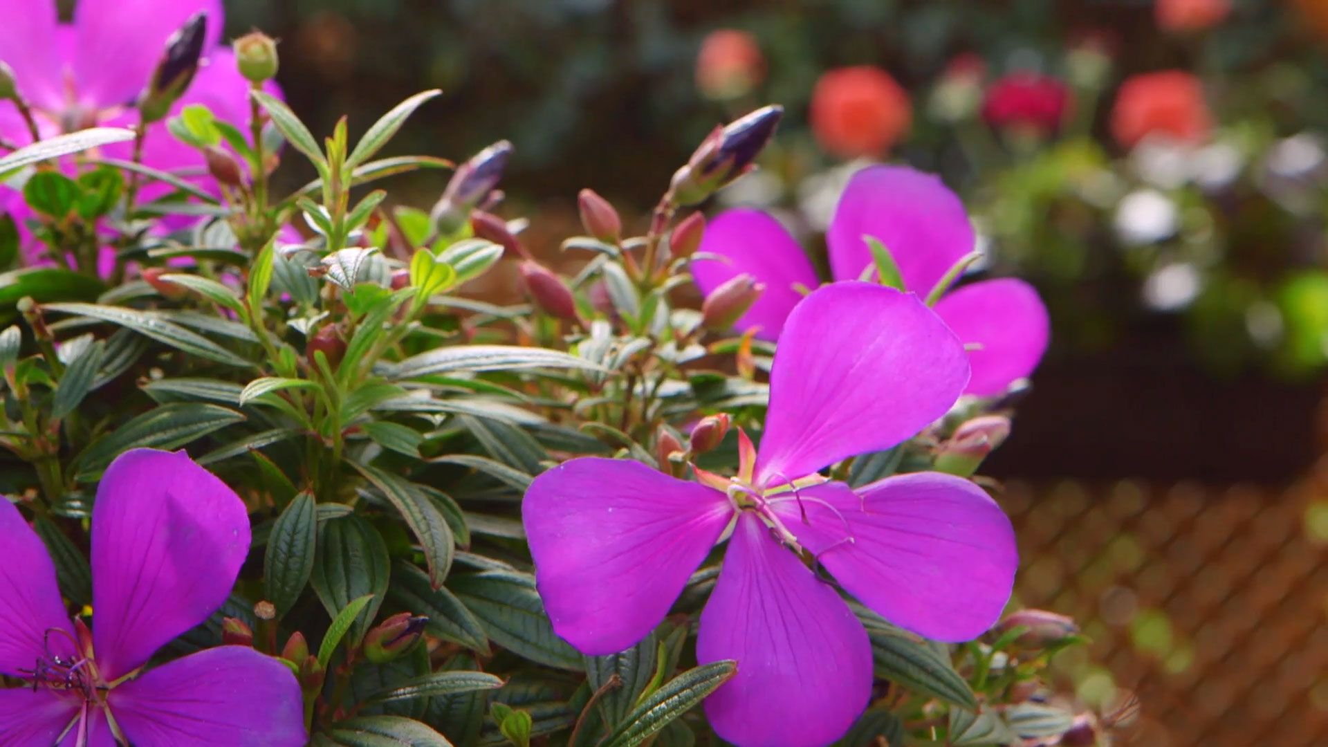brico 0909 3 jardineria tibouchina groovy baby detalle flor