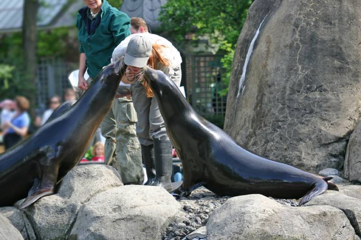 Pueden seguir instrucciones simples durante los entrenamientos como señales con las manos o silbidos.