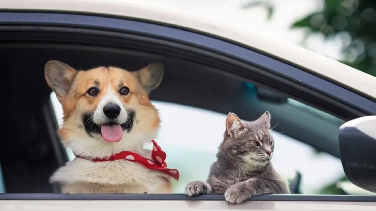 como llevar al perro en coche 1