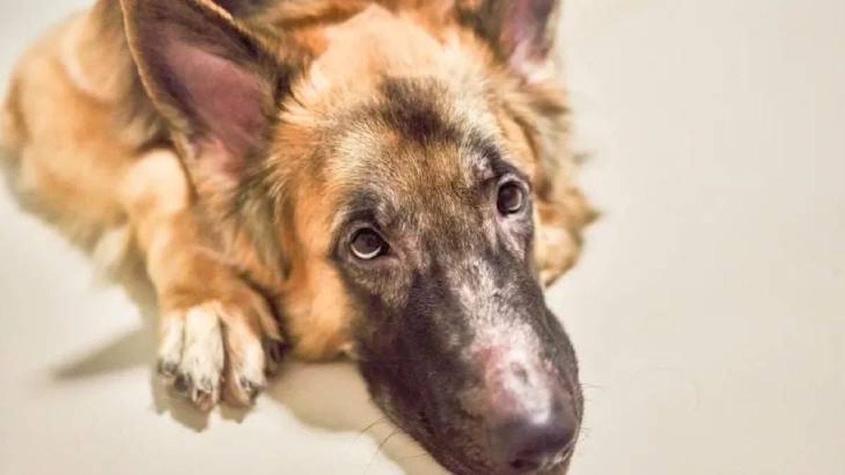 dermatitis en perros 4 (1)