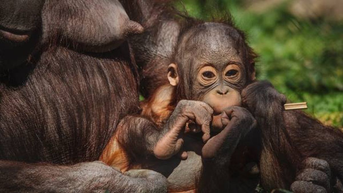 orangutan bebe vinculo con madre