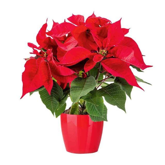 flor de pascua lidl