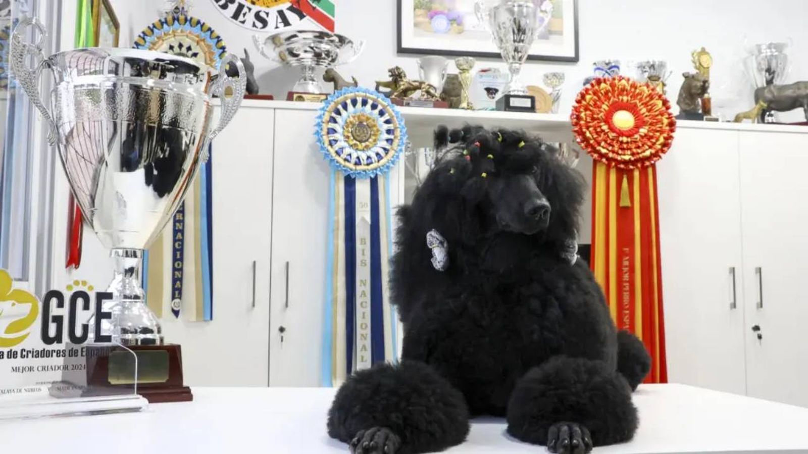 Norte ha sido elegida mejor perra de todas las razas de España en 2024.