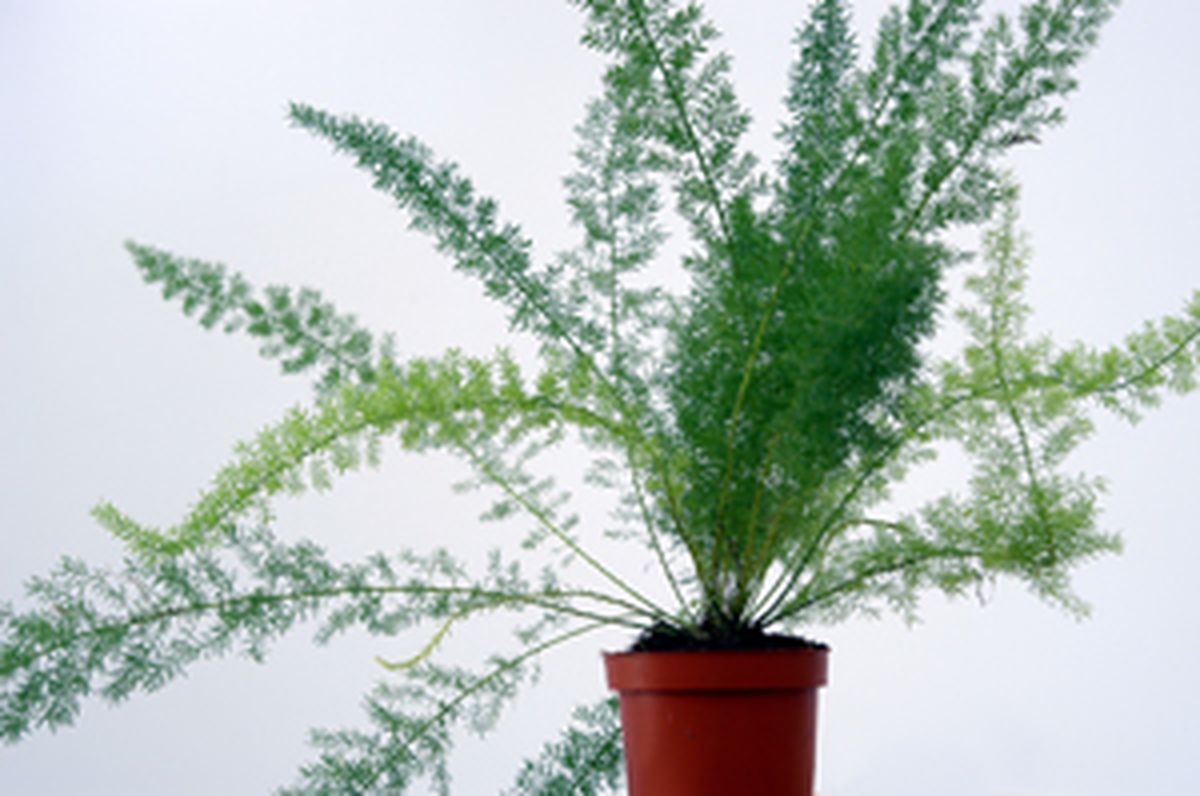 Asparagus densiflorus sprengeri