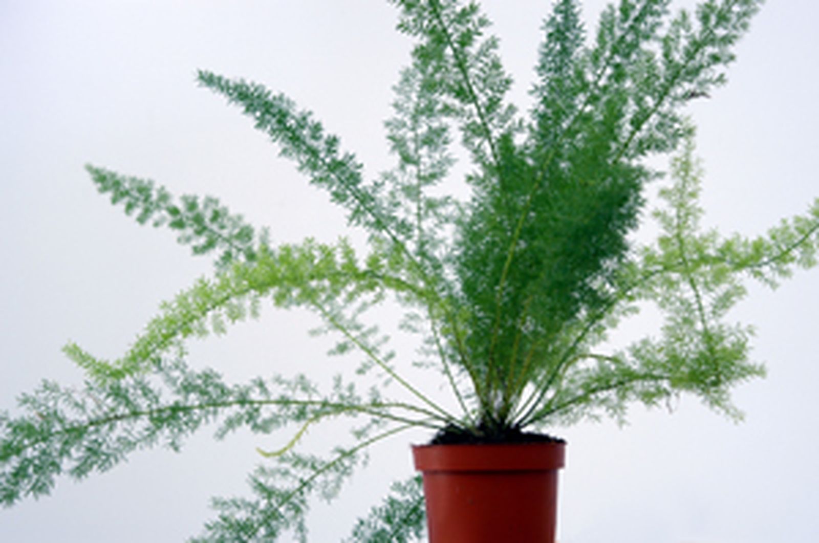 Asparagus densiflorus sprengeri