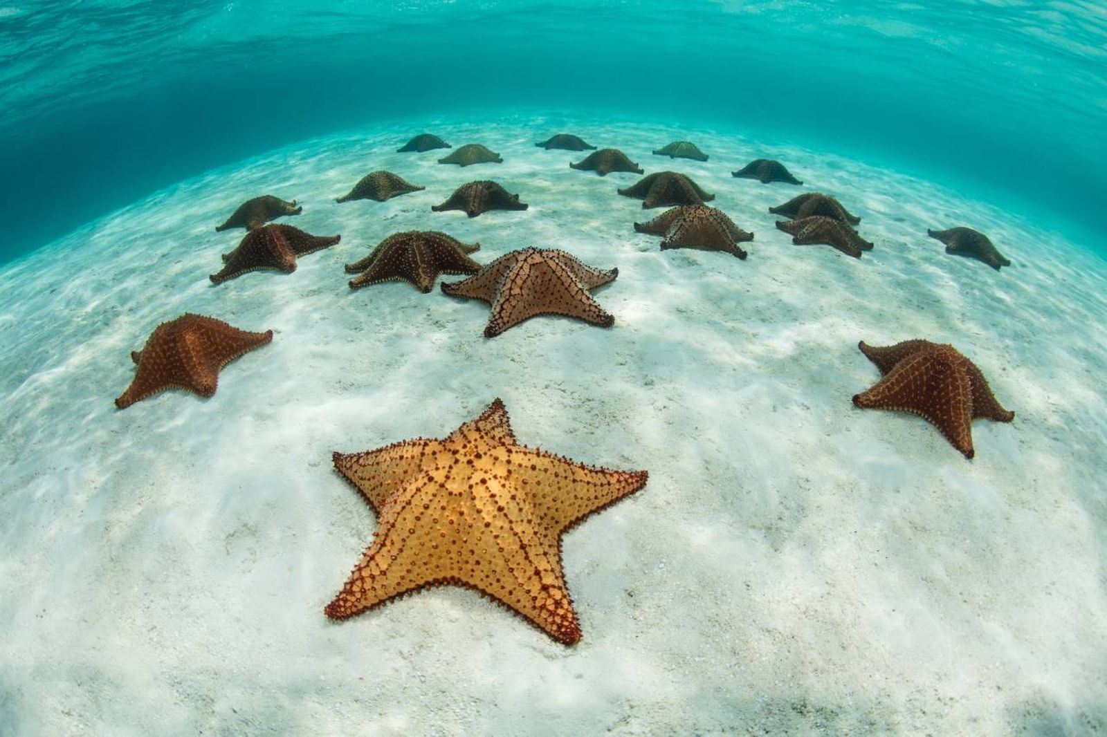 Las estrellas de mar son uno de los animales marinos que más fácilmente somos capaces de reconocer.