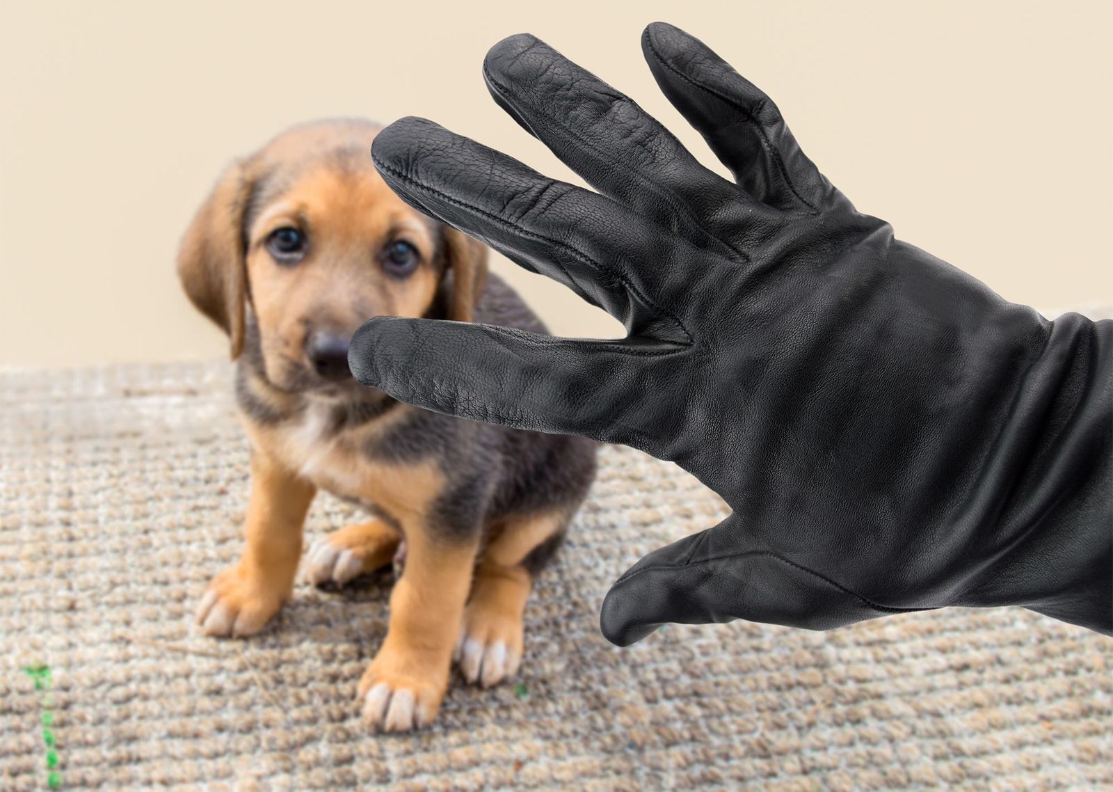 mascotas robos perros