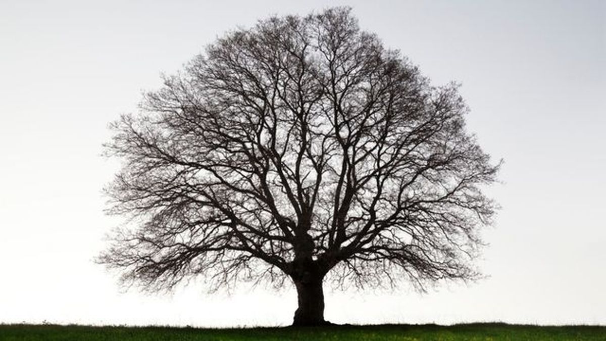 arboles caducifolios