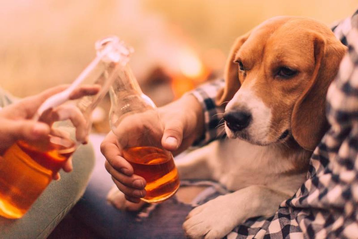 El alcohol y las burbujas de la cerveza tradicional son perjudiciales para los perros.