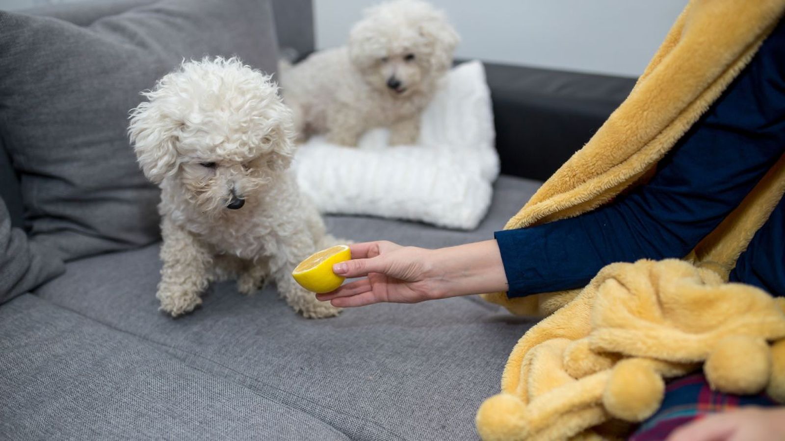 repelentes caseros para perros
