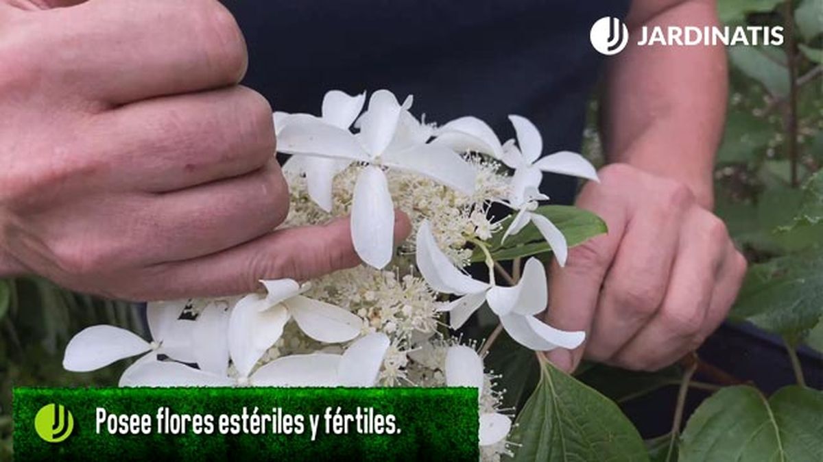 flores variedad hydrangea paniculata jardinatis