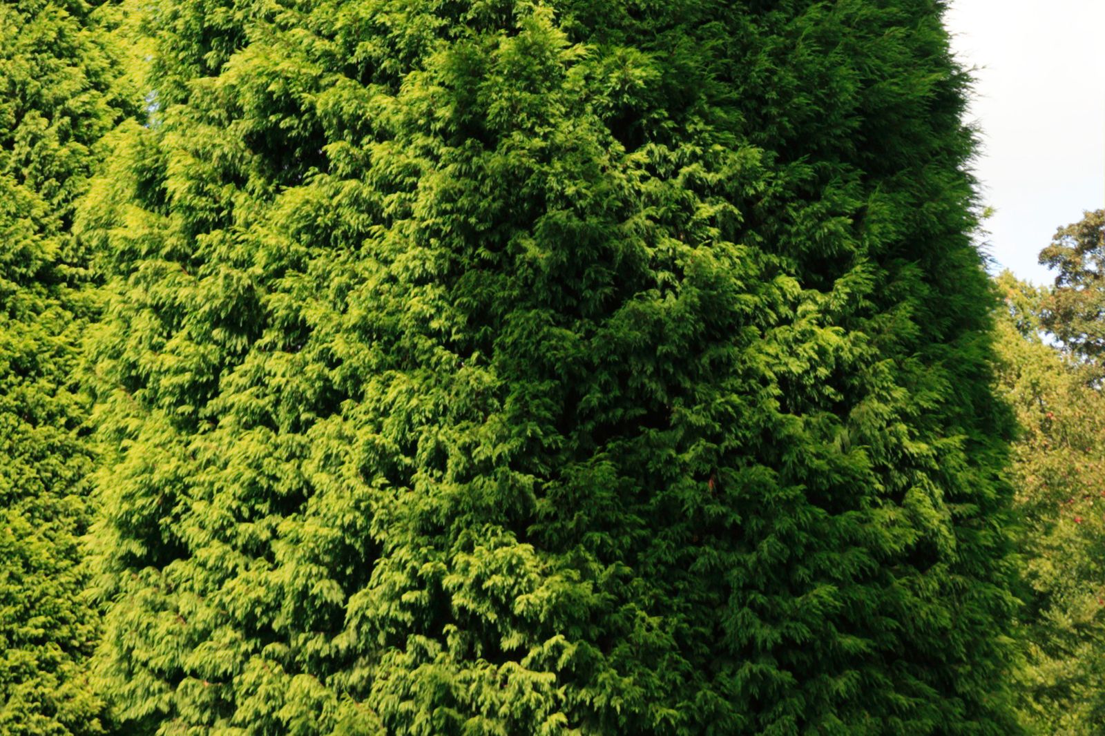 Cupressus Leylandii