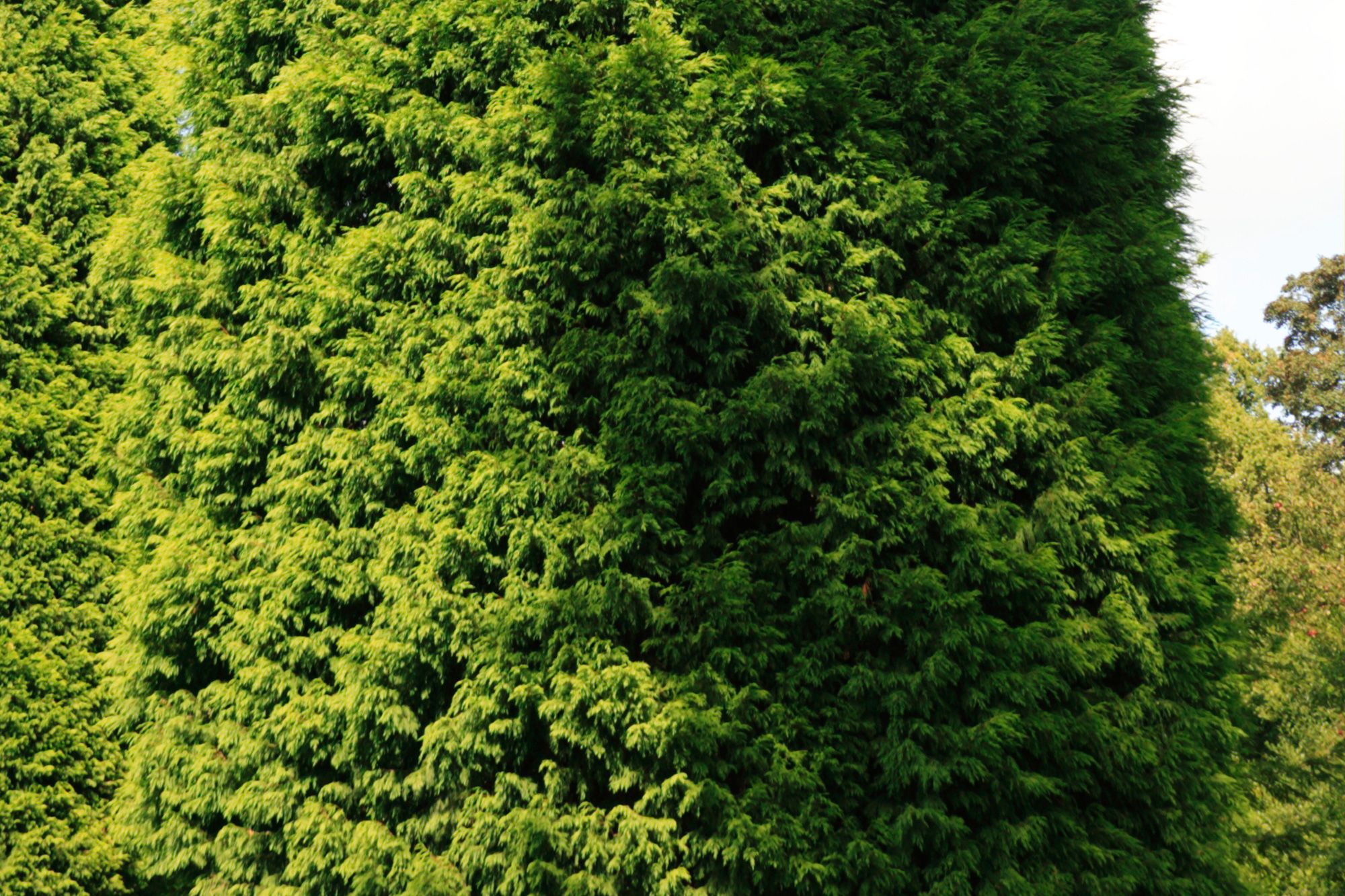 Cupressus Leylandii