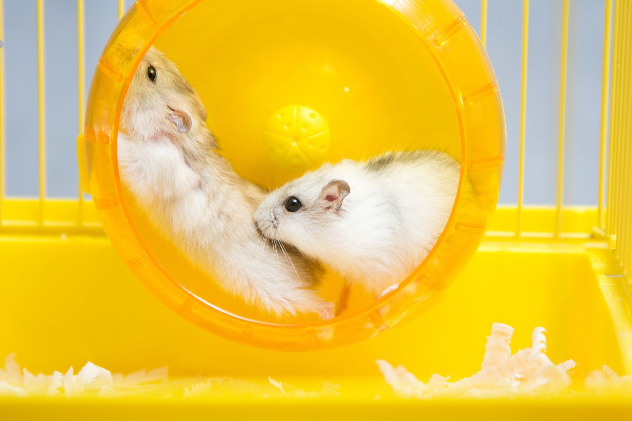 hamster rueda