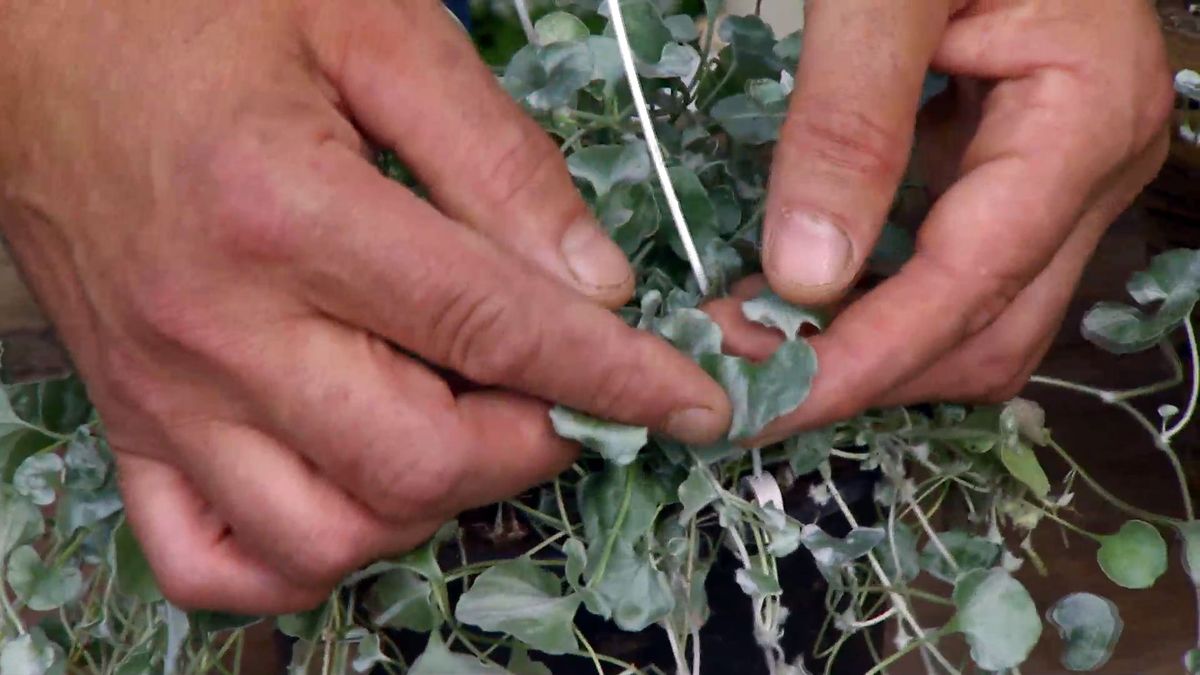 deco0665 jardineria dichondra repens silver falls caracteristicas