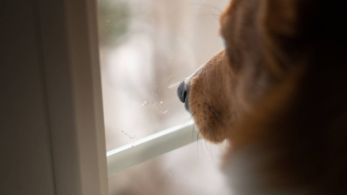 Con esta iniciativa, los animales de compañía nunca quedarán desprotegidos.