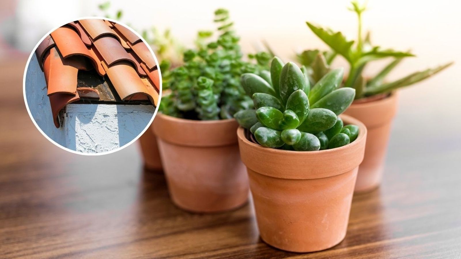 Transforma una teja rota es un tiesto para suculentas