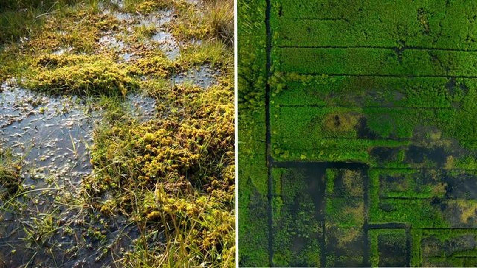Sphagnum en las turberas